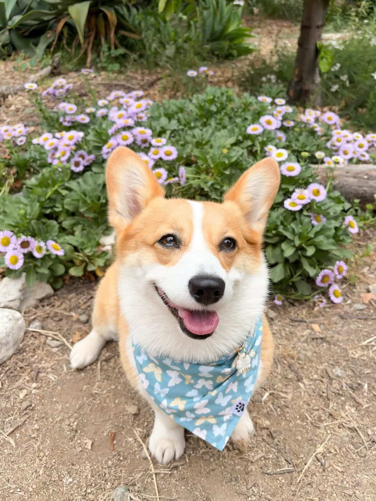 Butterfly Bloom
