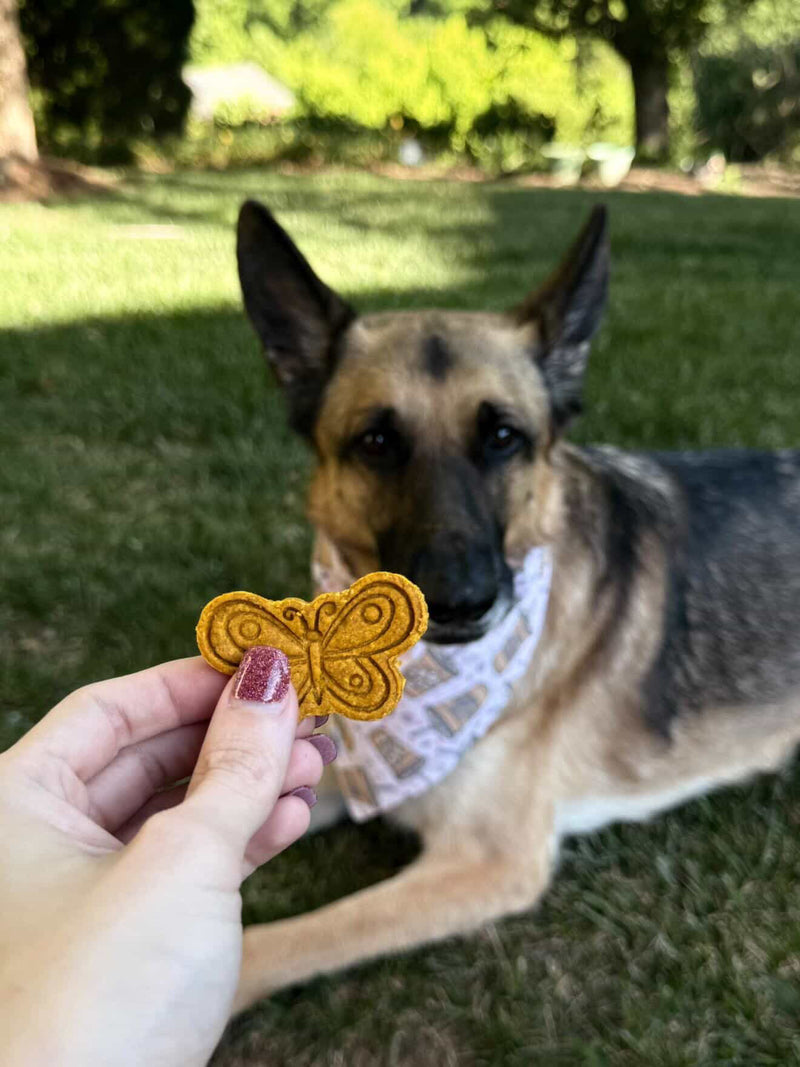 Homemade Honey Bees Dog Treats