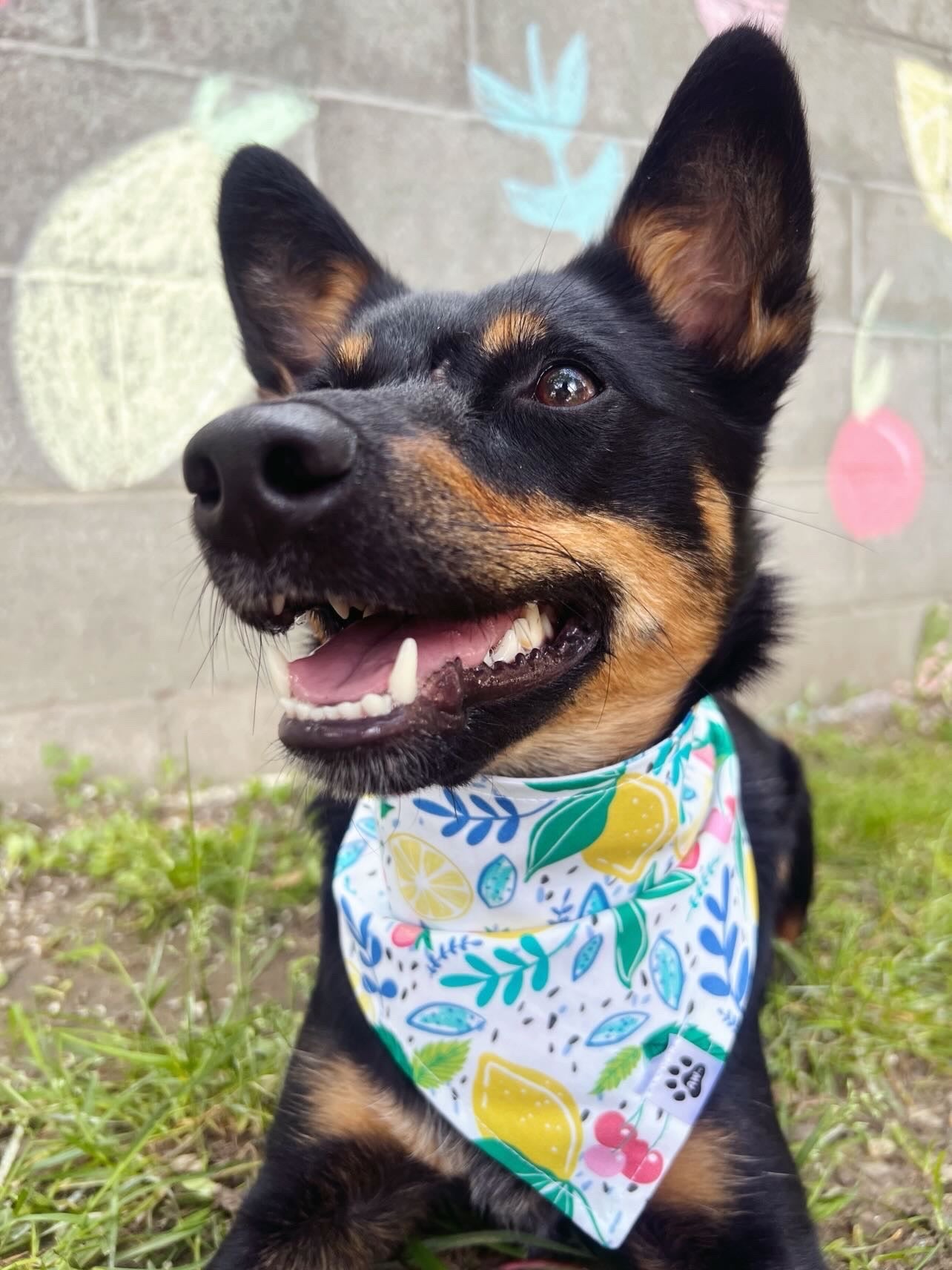 Citrus Berry Bliss - Snap On Bandana