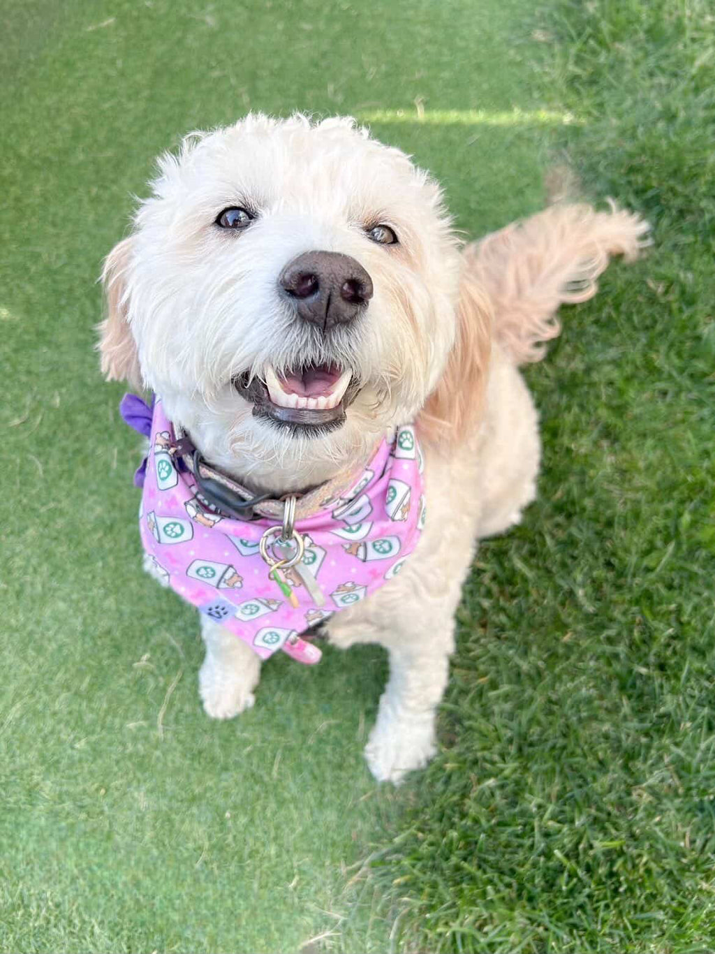 Pink Pup Cup - Bandana