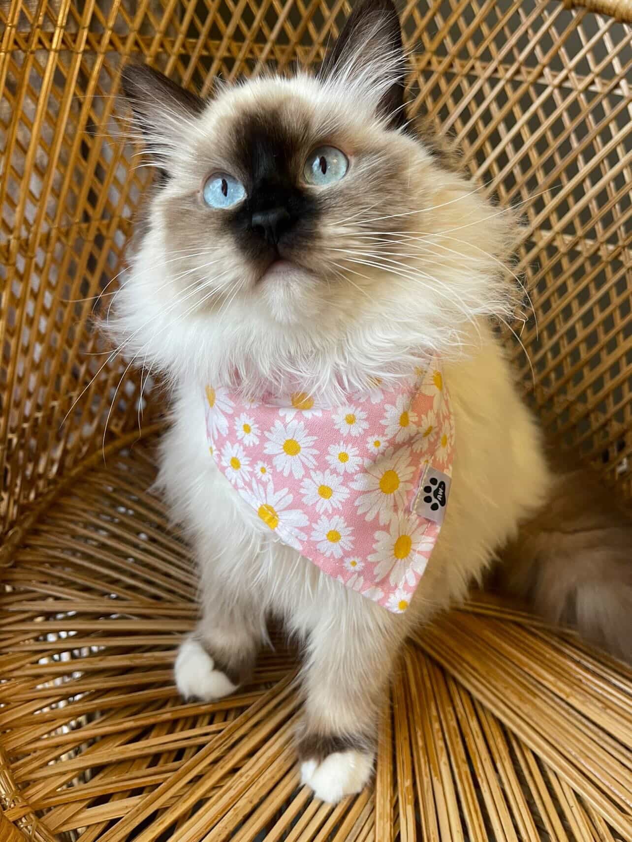 Pink Daisies - Bandana
