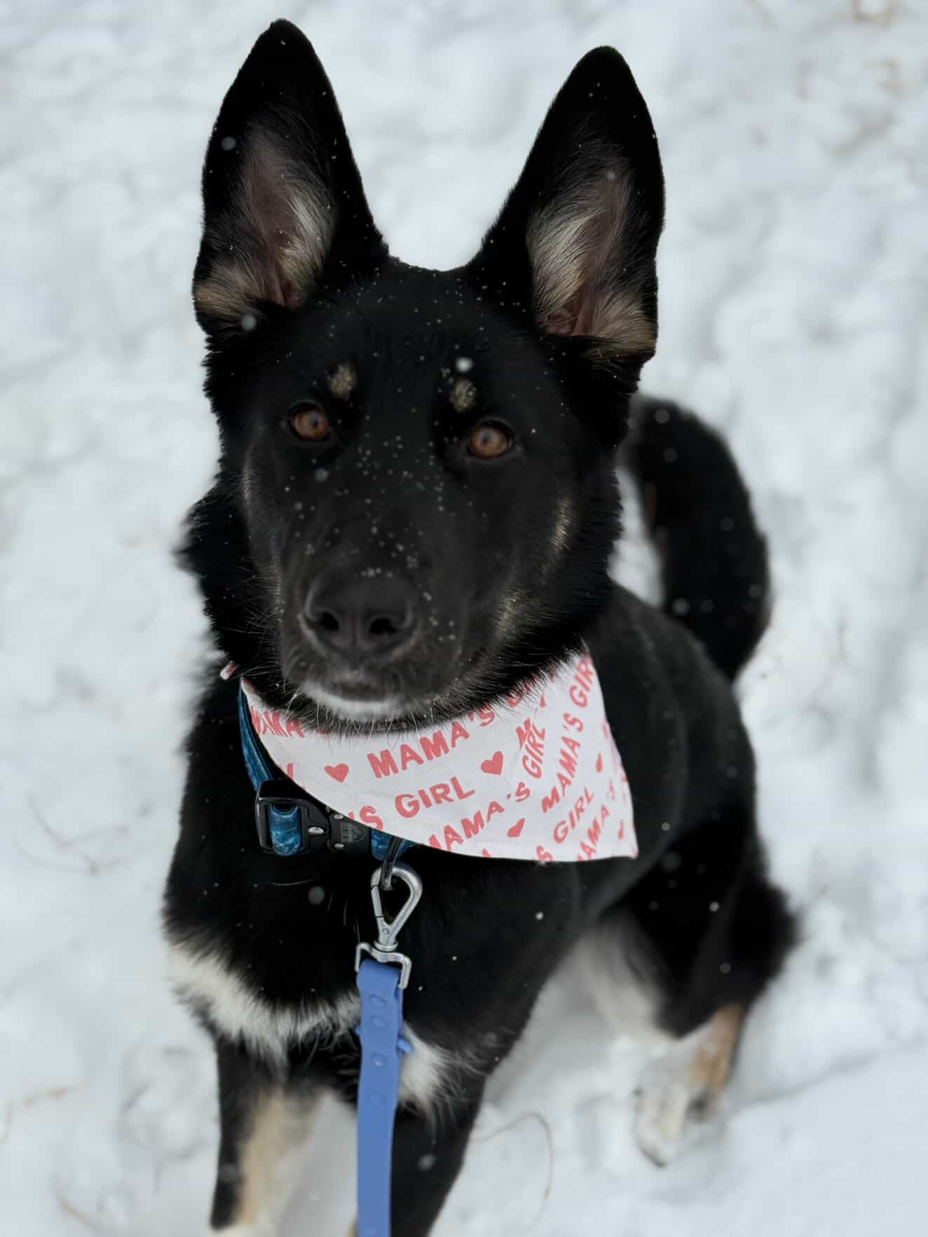 Mama’s Girl - Bandana