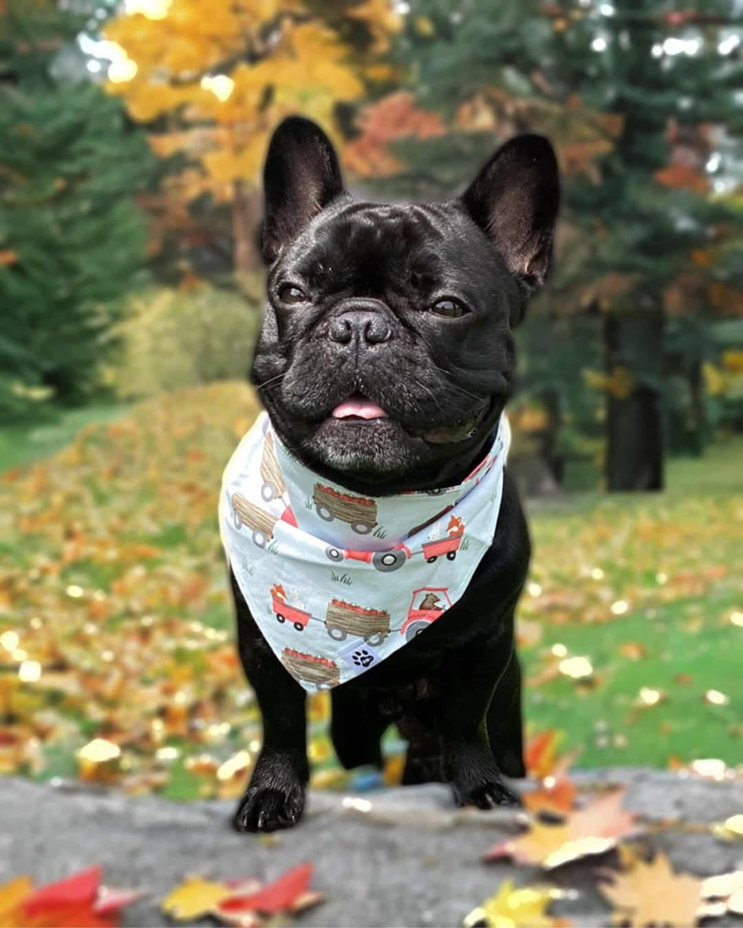 Farm Fresh Berries - Bandana