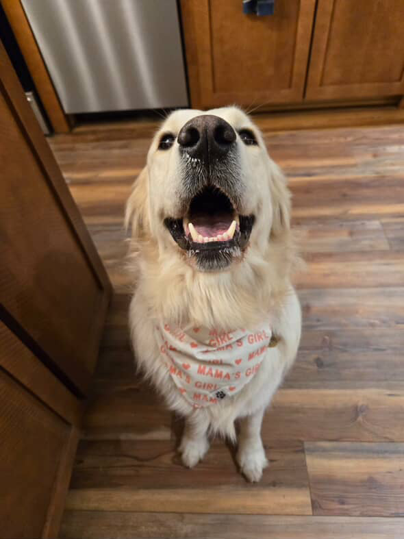 Mama’s Girl - Bandana