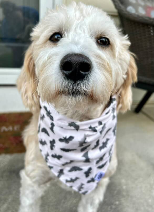 Bats - Bandana