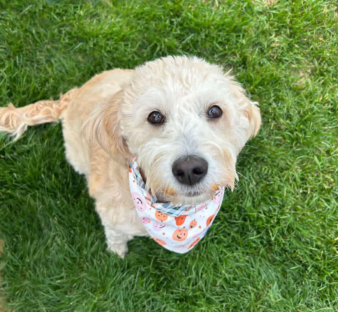 Happy Pumpkins - plaid reversible