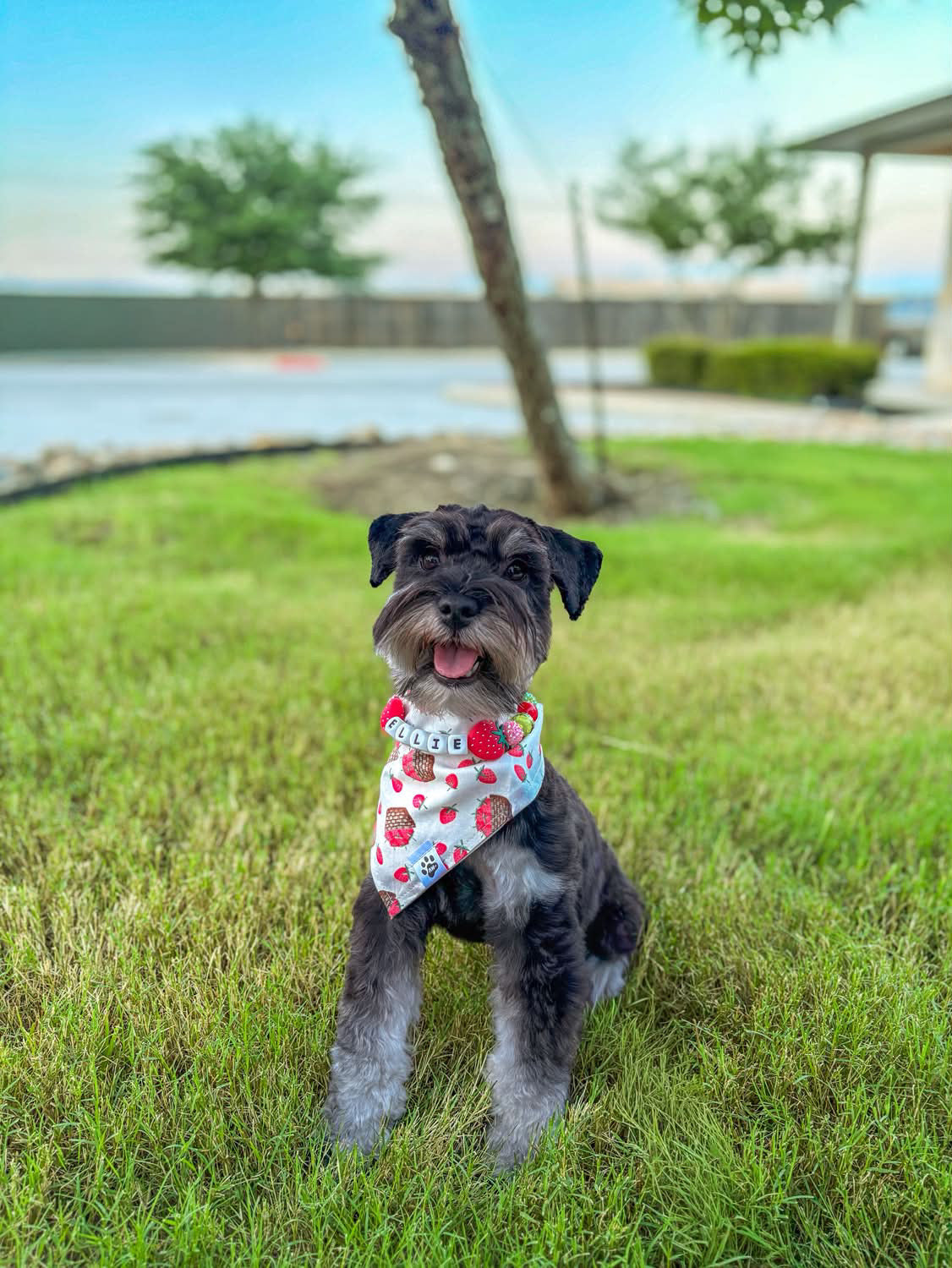Berries On White - Bandana