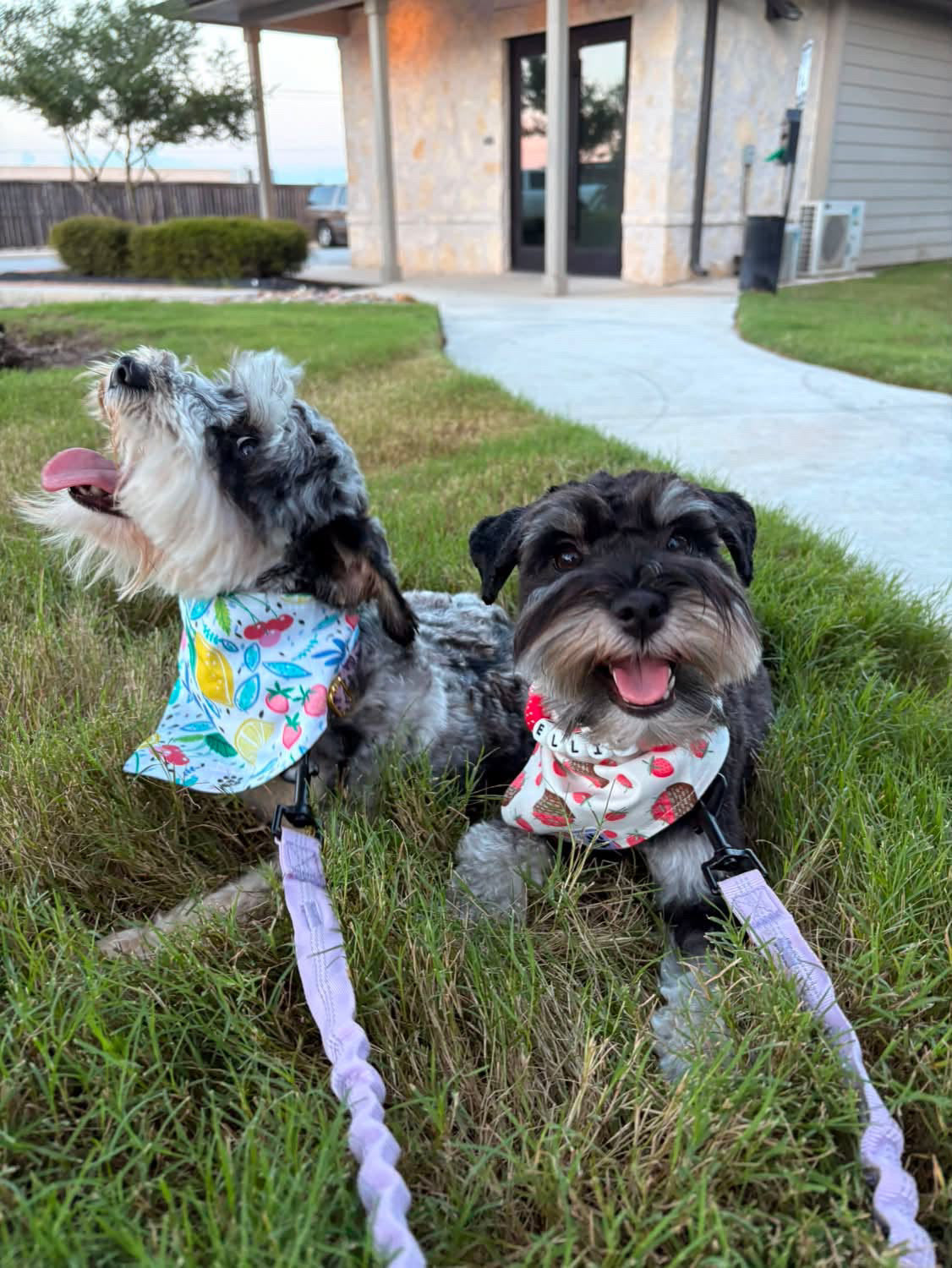 Citrus Berry Bliss - Snap On Bandana