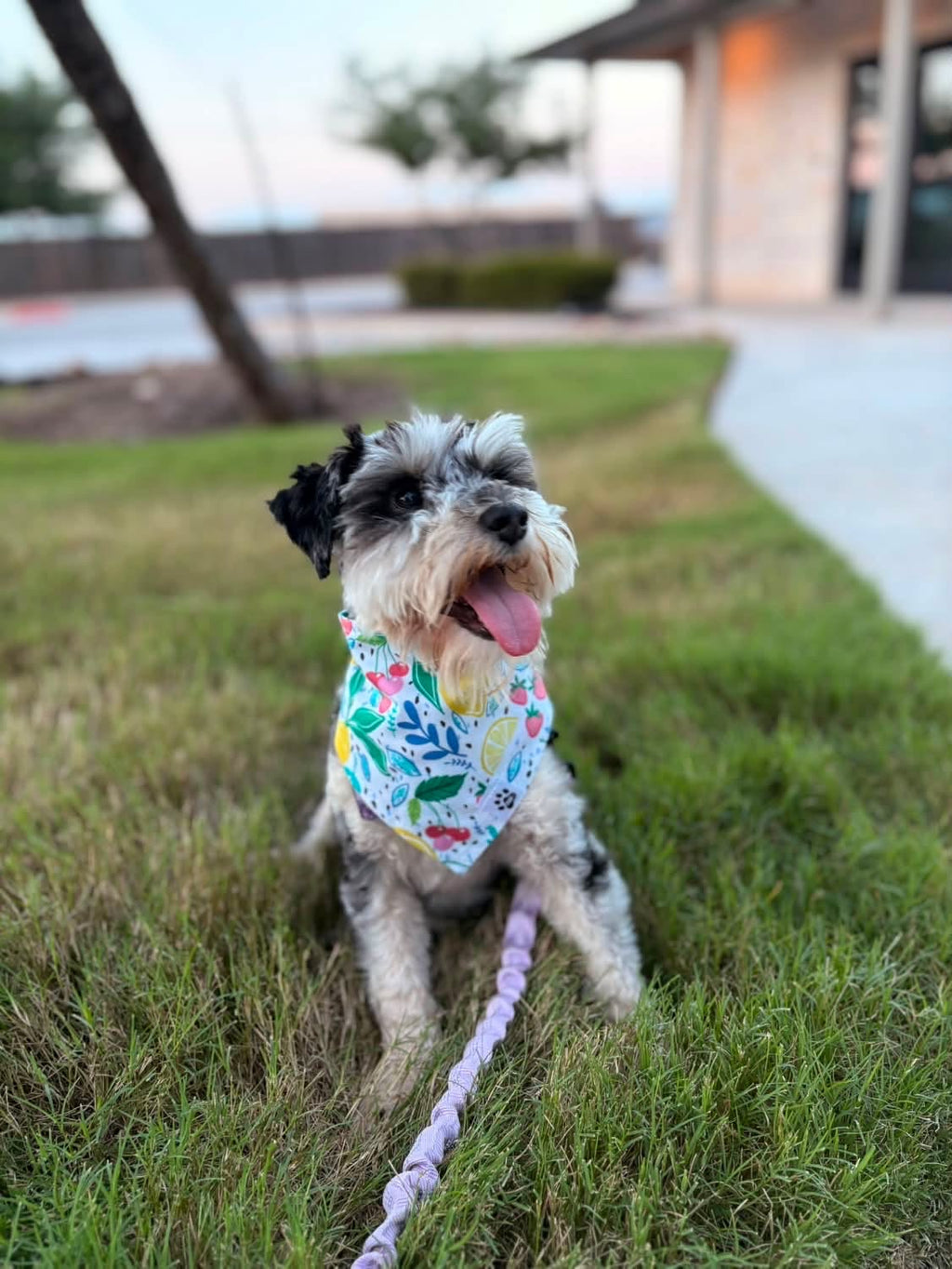 Citrus Berry Bliss - Snap On Bandana