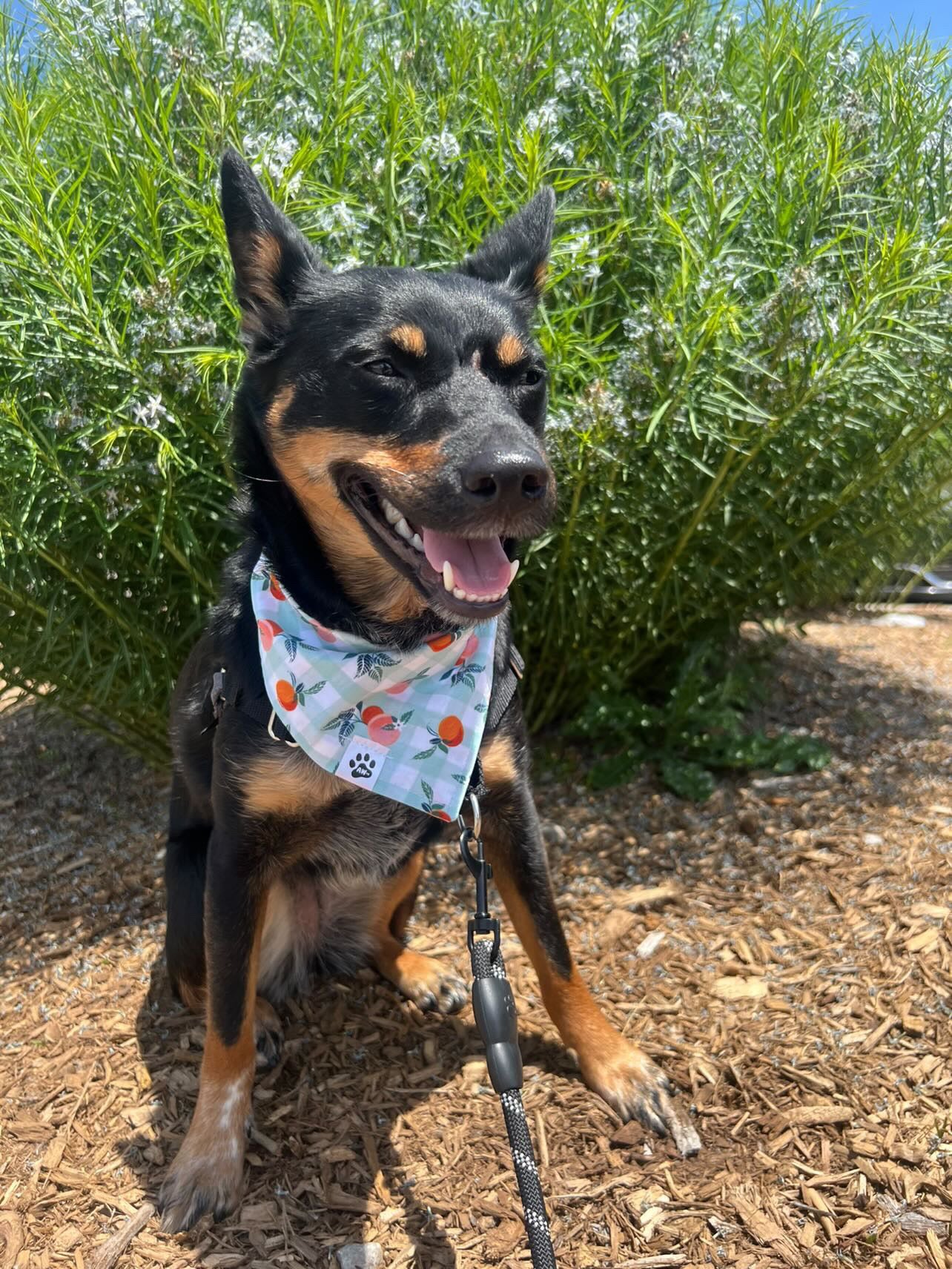 Peach Orchard - Snap On Bandana